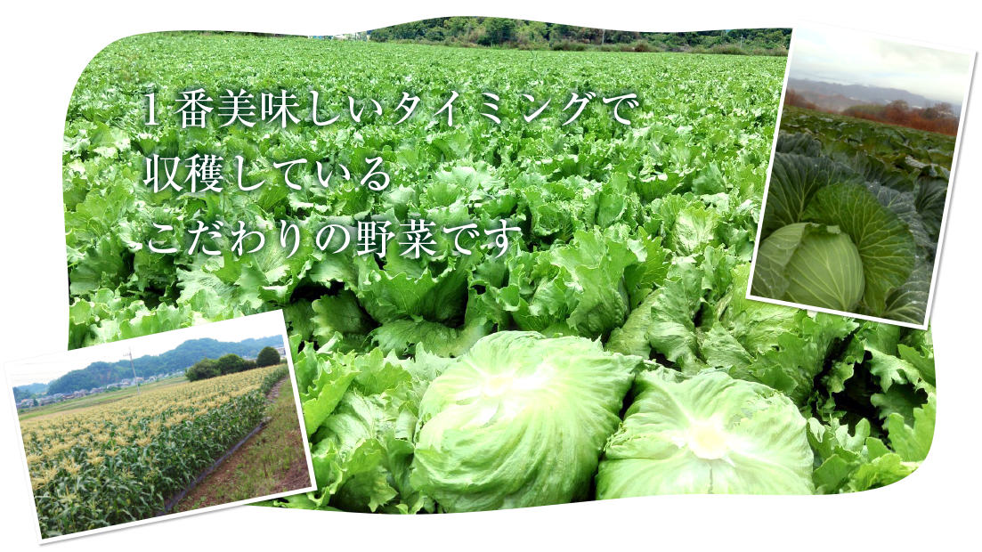 1番美味しいタイミングで収穫しているこだわりの野菜です